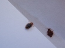 臭蟲現(xiàn)今是令人生畏的“敵人”